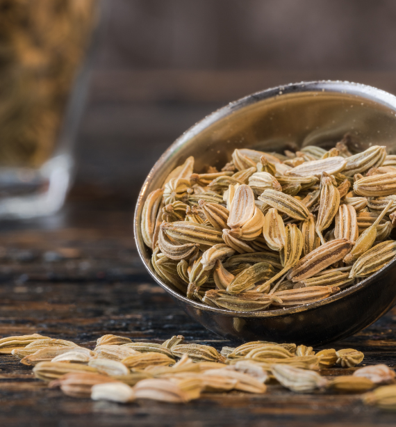 Fennel Singapore Quality Seeds