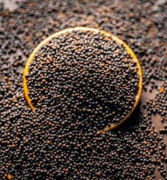 Mustard Seeds Bold Sortex